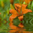 lily