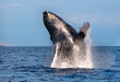 Humpback Whale Breaching out of the water