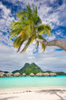 Palm Tree over Bora Bora Lagoon