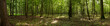 Laubwald Panorama
