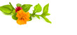 leaf and yellow flower