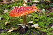 fly amanita fly amanita