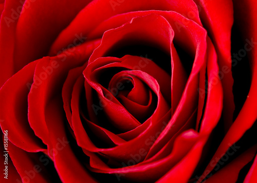 Photo: rose of love rose of love
