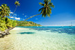 Palm tree hanging over stunning lagoon