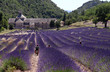 Senanque 1