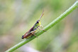 Criquet dans l'herbe