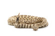 Great Basin Rattlesnake Great Basin Rattlesnake