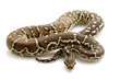 Angolan python Angolan python