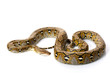 Reticulated Python Reticulated Python