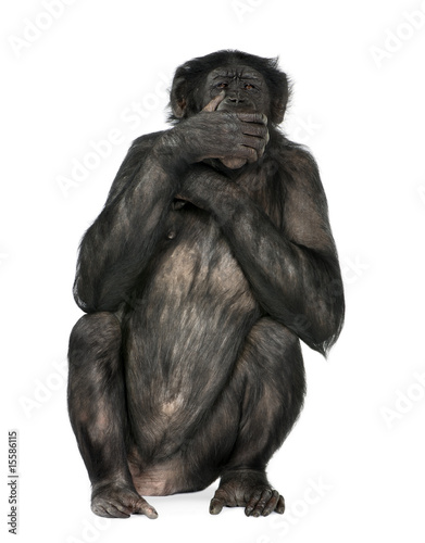 Photo: speak no evil monkey speak no evil monkey