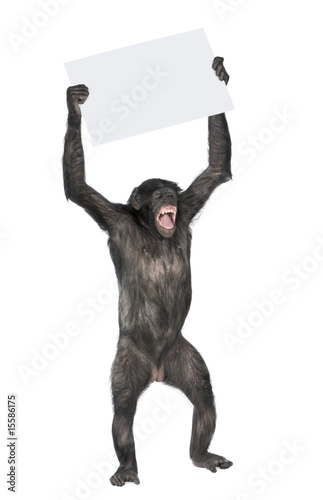 Photo: protesting monkey protesting monkey
