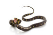 Mangrove Snake Mangrove Snake