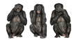 Three Wise Monkeys : Chimpanzee - Simia troglodytes (20 years ol Three Wise Monkeys : Chimpanzee - Simia troglodytes (20 years ol