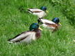 Canards