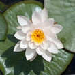 Seerose Seerose