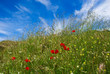 Poppies and straws