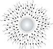 fertilization fertilization