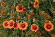 Sonnenblumen 