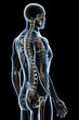 X-ray Anatomy on Black