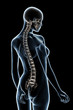 X-ray Anatomy on Black