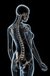 X-ray Anatomy on Black
