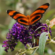 Striped Butterfly Striped Butterfly