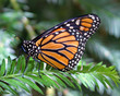 Monarch Monarch