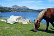 Un cheval au Bouillouses