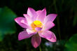 water lily