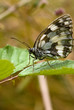 papillon demi-deuil (Melanargia galathea Linnaeus)