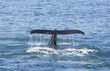 Humpback Whale Tail