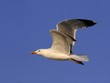 seagull in flight with outspread wings seagull in flight with outspread wings