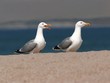 two seagulls on a sand beach two seagulls on a sand beach