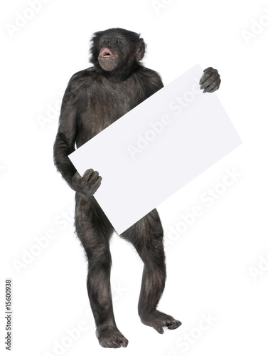 Photo: protesting monkey protesting monkey