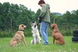 Hundeschule 2