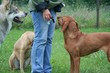 Hundeschule 8