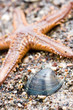 Sea star