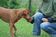 Hundeschule 19