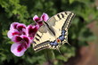 papillon