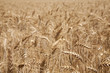 Espigas de trigo