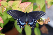 Black swallowtail butterfly male