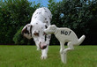 No Dog!