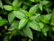 Peppermint
