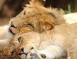 african male lions resting african male lions resting