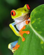Red eyed green tree frog looking, costa rica