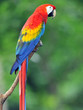 scarlet macaw, panama scarlet macaw, panama