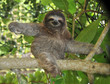 three toed sloth, nicaragua three toed sloth, nicaragua