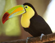 keel billed toucan, costa rica keel billed toucan, costa rica