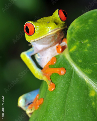 Red Eyed Green Tree Frog Looking, Costa Rica