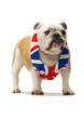 British bulldog British bulldog